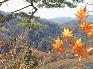 2024年澳門今期開獎(jiǎng)號(hào)碼,探索未來，澳門彩票的奧秘與期待——以2024年澳門今期開獎(jiǎng)號(hào)碼為中心