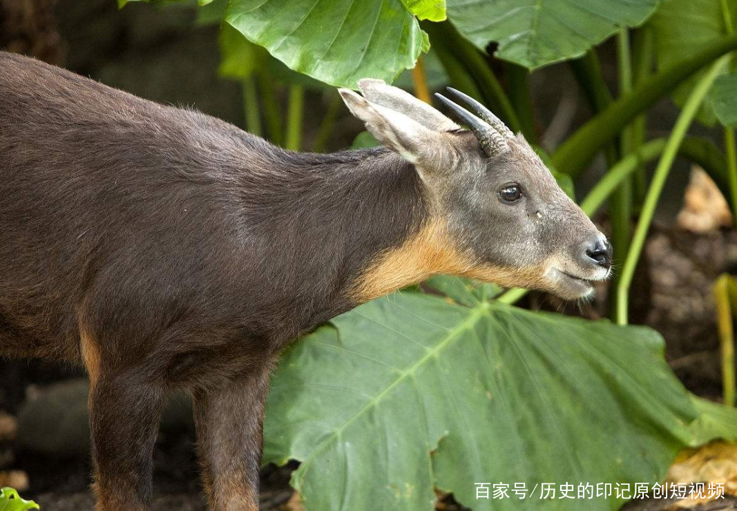 四不像今晚必中一肖,四不像今晚必中一肖——探尋神秘預(yù)測背后的故事