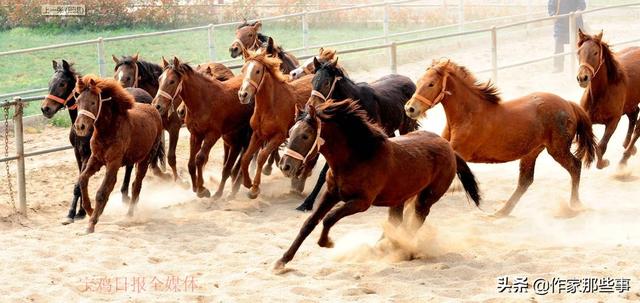 2024今晚澳門開特馬四不像,探索澳門特馬，四不像的魅力與期待