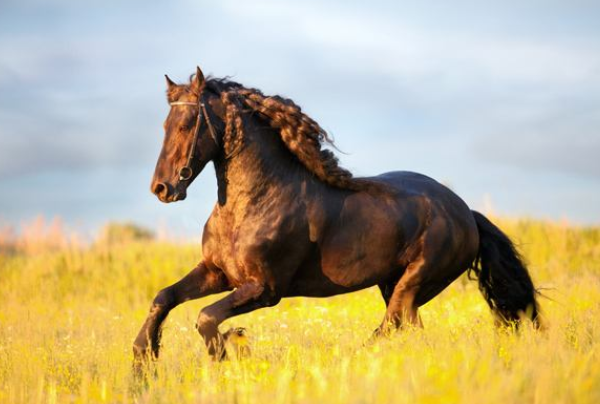 今晚澳門特馬開(kāi)什么今晚四不像,今晚澳門特馬揭曉，四不像的奇跡會(huì)發(fā)生嗎？