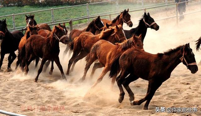 今晚澳門(mén)特馬開(kāi)什么今晚四不像,今晚澳門(mén)特馬開(kāi)什么，探索未知的神秘與四不像的魅力