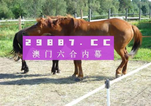 4949澳門特馬今晚開獎(jiǎng)53期,探索澳門特馬文化，第53期開獎(jiǎng)背后的故事