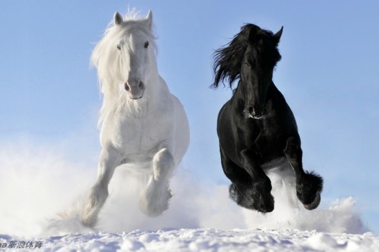 澳門今晚開特馬四不像圖,澳門今晚開特馬四不像圖——探索與解析