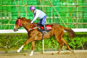 澳門今晚開特馬四不像圖,澳門今晚開特馬四不像圖——探索澳門賽馬文化的神秘面紗