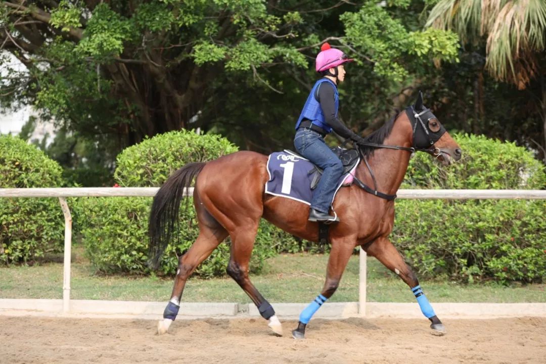 今晚澳門特馬開什么今晚四不像,今晚澳門特馬揭曉，四不像的奇跡？