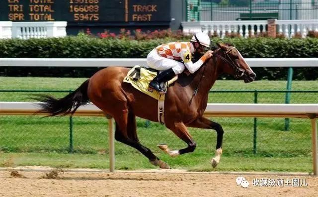 新澳今天開什么特馬,新澳今日賽馬結(jié)果揭秘，探尋賽馬運(yùn)動的魅力與精彩瞬間